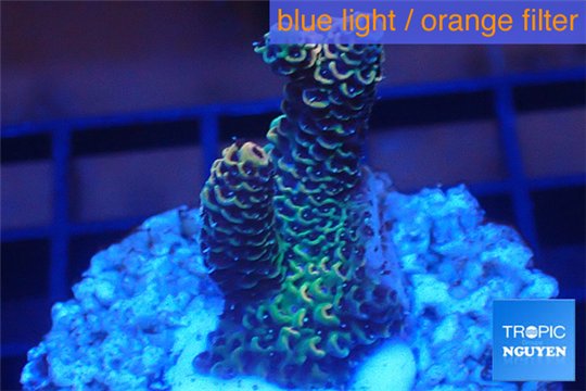 Acropora mango Indonesia 3-4 cm WYSIWYG acclimaté