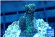 Acropora mango Indonesia 3-4 cm WYSIWYG acclimaté