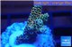 Acropora pikachu Indonesia 2-4 cm WYSIWYG acclimaté