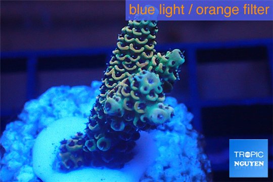 Acropora pikachu Indonesia 2-4 cm WYSIWYG acclimaté