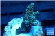 Acropora pikachu Indonesia 2-4 cm WYSIWYG acclimaté