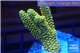 Acropora pikachu Indonesia 3-5 cm WYSIWYG acclimaté