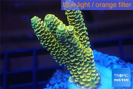Acropora pikachu Indonesia 3-5 cm WYSIWYG acclimaté