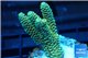 Acropora pikachu Indonesia 3-5 cm WYSIWYG acclimaté