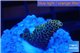 Acropora mango Indonesia 2-4 cm WYSIWYG acclimaté