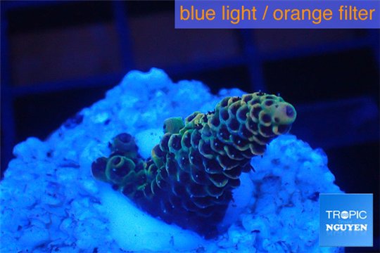 Acropora mango Indonesia 2-4 cm WYSIWYG acclimaté