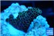 Acropora mango Indonesia 2-4 cm WYSIWYG acclimaté