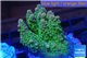 Acropora sunset premium 3-4 cm WYSIWYG acclimaté