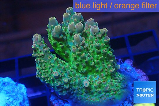 Acropora sunset premium 3-4 cm WYSIWYG acclimaté