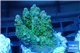 Acropora sunset premium 3-4 cm WYSIWYG acclimaté