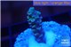 Acropora Walt Disney 1-2 cm WYSIWYG acclimaté