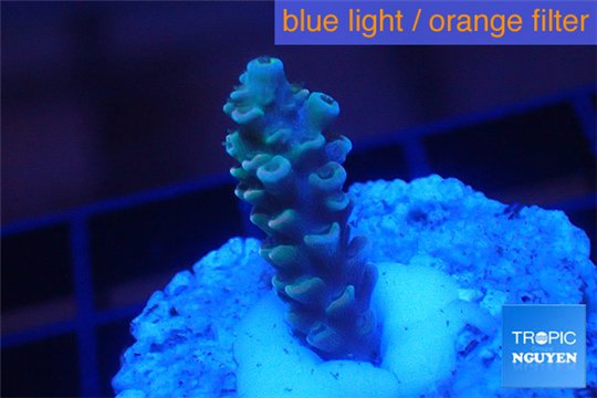 Acropora Walt Disney 1-2 cm WYSIWYG acclimaté