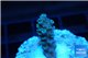 Acropora Walt Disney 1-2 cm WYSIWYG acclimaté