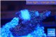 Acropora millepora pink frag 2-4 cm WYSIWYG acclimaté