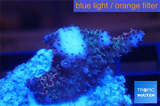 Acropora millepora pink frag 2-4 cm WYSIWYG acclimaté