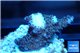 Acropora millepora pink frag 2-4 cm WYSIWYG acclimaté