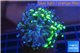Euphyllia paraancora toxic green reverse 4-6 cm WYSIWYG acclimaté