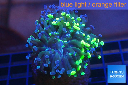 Euphyllia paraancora toxic green reverse 4-6 cm WYSIWYG acclimaté