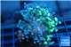 Euphyllia paraancora toxic green reverse 4-6 cm WYSIWYG acclimaté