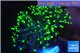 Euphyllia paraancora toxic green reverse 4-6 cm WYSIWYG acclimaté