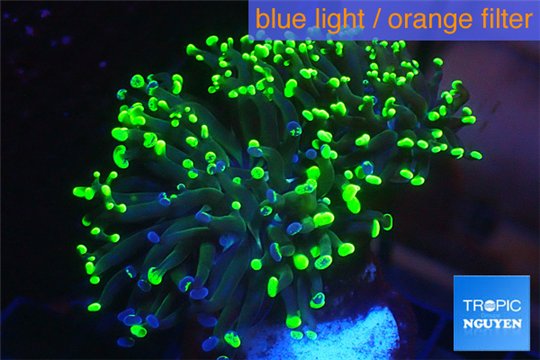 Euphyllia paraancora toxic green reverse 4-6 cm WYSIWYG acclimaté