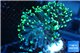 Euphyllia paraancora toxic green reverse 4-6 cm WYSIWYG acclimaté