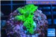 Acropora green purple Australia 3-4 cm WYSIWYG acclimaté