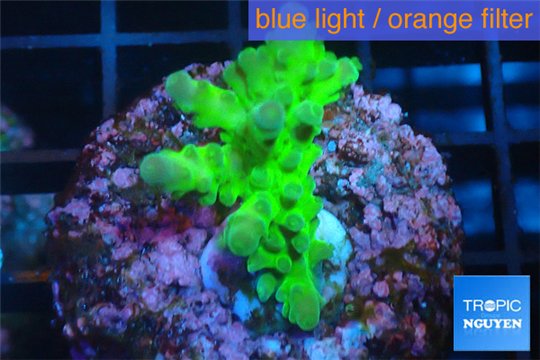 Acropora green purple Australia 3-4 cm WYSIWYG acclimaté