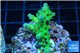 Acropora green purple Australia 3-4 cm WYSIWYG acclimaté