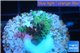 Acropora green Indonesia 2-4 cm WYSIWYG acclimaté