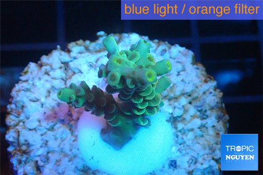 Acropora green Indonesia 2-4 cm WYSIWYG acclimaté