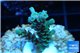 Acropora green Indonesia 2-4 cm WYSIWYG acclimaté