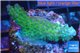 Acropora green golden blue tip Australia 3-4 cm WYSIWYG acclimaté