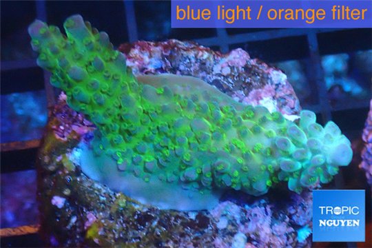 Acropora green golden blue tip Australia 3-4 cm WYSIWYG acclimaté