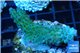 Acropora green golden blue tip Australia 3-4 cm WYSIWYG acclimaté