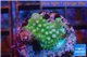Acropora green & purple Fijii 2-3 cm WYSIWYG acclimaté