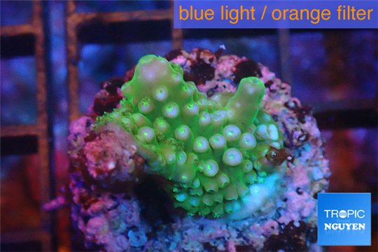 Acropora green & purple Fijii 2-3 cm WYSIWYG acclimaté