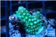 Acropora green & purple Fijii 2-3 cm WYSIWYG acclimaté