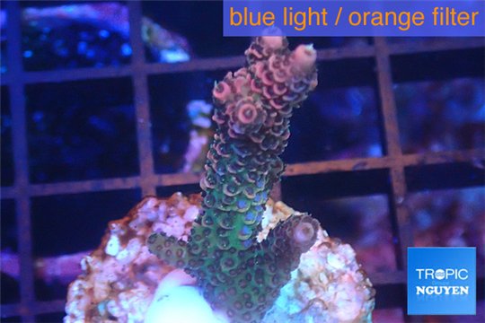 Acropora pink & green Indonesia 3-5 cm WYSIWYG acclimaté