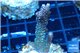 Acropora pink & green Indonesia 3-5 cm WYSIWYG acclimaté