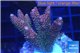 Acropora pink & green Indonesia 4-6 cm WYSIWYG acclimaté