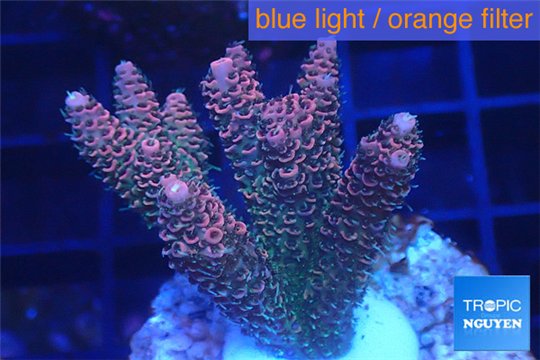 Acropora pink & green Indonesia 4-6 cm WYSIWYG acclimaté
