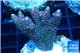 Acropora pink & green Indonesia 4-6 cm WYSIWYG acclimaté