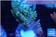 Acropora purple gold Indonesia 3-4 cm WYSIWYG acclimaté