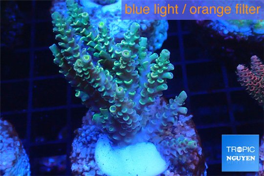 Acropora purple gold Indonesia 3-4 cm WYSIWYG acclimaté