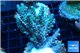 Acropora purple gold Indonesia 3-4 cm WYSIWYG acclimaté