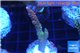 Acropora pink & green Indonesia 3-5 cm WYSIWYG acclimaté