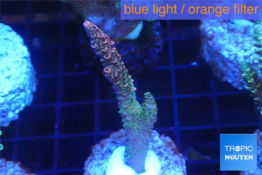 Acropora pink & green Indonesia 3-5 cm WYSIWYG acclimaté