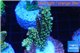 Acropora purple gold Indonesia 3-4 cm WYSIWYG acclimaté