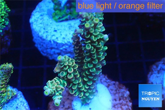 Acropora purple gold Indonesia 3-4 cm WYSIWYG acclimaté